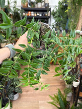Kép betöltése a galériamegjelenítőbe: Hoya bella - Viaszvirág - Wax plant
