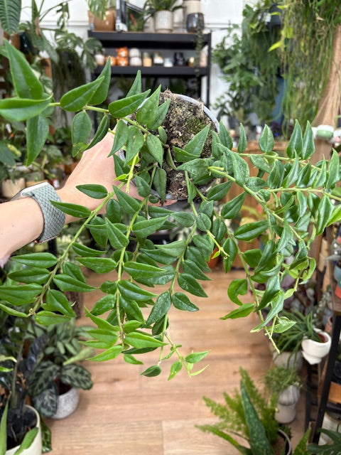 Hoya bella - Viaszvirág - Wax plant