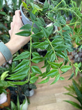 Kép betöltése a galériamegjelenítőbe: Hoya bella - Viaszvirág - Wax plant
