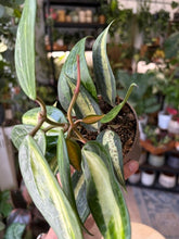 Kép betöltése a galériamegjelenítőbe: Hoya macrophylla/latifolia "Pot of gold" 11cm
