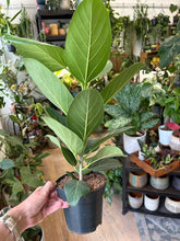 Kép betöltése a galériamegjelenítőbe: Ficus benghalensis "Audrey" 14cm  - Banyan fa
