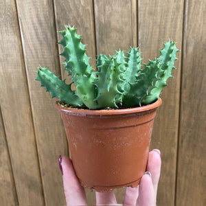 Huernia schneideriana 'Predator Red'- Dögvirág