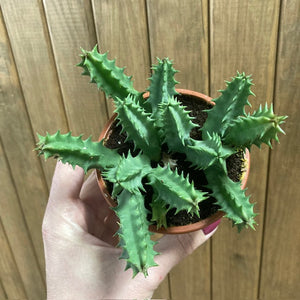 Huernia schneideriana 'Predator Red'- Dögvirág