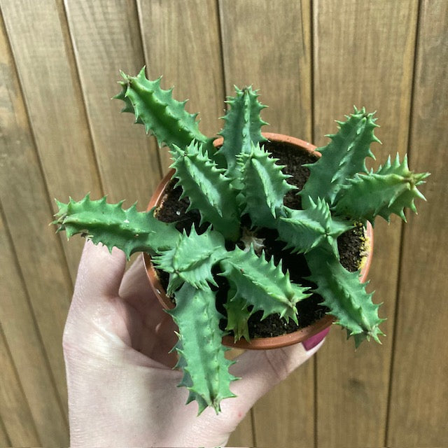 Huernia schneideriana 'Predator Red'- Dögvirág