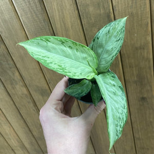 Dieffenbachia "Snow" mini - Buzogányvirág - Dumb cane