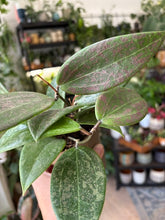 Kép betöltése a galériamegjelenítőbe: Hoya verticillata IML 1618 (Hoya wibergiae) 11cm

