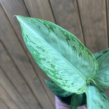 Kép betöltése a galériamegjelenítőbe: Dieffenbachia &quot;Snow&quot; mini - Buzogányvirág - Dumb cane
