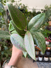 Kép betöltése a galériamegjelenítőbe: Hoya verticillata IML 1618 (Hoya wibergiae) 11cm
