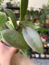 Kép betöltése a galériamegjelenítőbe: Hoya verticillata IML 1618 (Hoya wibergiae) 11cm
