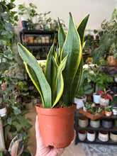 Kép betöltése a galériamegjelenítőbe: Sansevieria trif. "Golden flame" 12cm - Anyósnyelv
