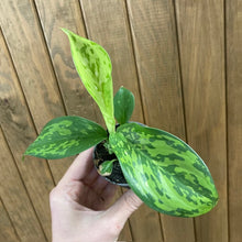 Kép betöltése a galériamegjelenítőbe: Dieffenbachia &quot;Crocodile&quot; mini - Buzogányvirág - Dumb cane
