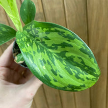 Kép betöltése a galériamegjelenítőbe: Dieffenbachia &quot;Crocodile&quot; mini - Buzogányvirág - Dumb cane
