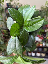 Kép betöltése a galériamegjelenítőbe: Hoya crassipetiolata splash round leaf 11cm
