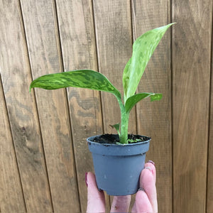 Dieffenbachia "Crocodile" mini - Buzogányvirág - Dumb cane