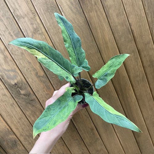 Alocasia lauterbachiana variegata - Tropical Home 