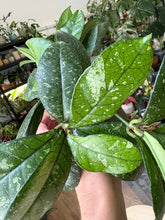 Kép betöltése a galériamegjelenítőbe: Hoya crassipetiolata splash round leaf 11cm
