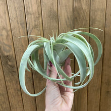 Kép betöltése a galériamegjelenítőbe: Tillandsia xerographica - Air plant
