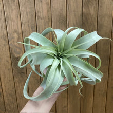 Kép betöltése a galériamegjelenítőbe: Tillandsia xerographica - Air plant
