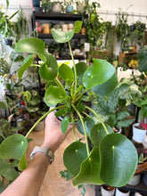 Kép betöltése a galériamegjelenítőbe: Pilea peperomioides - Pénzlevelű pilea 13cm - Chinese Money Plant
