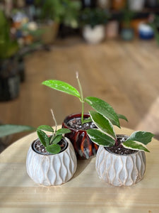 Mini Hoya csomag kezdőknek - Gondozási kisokossal