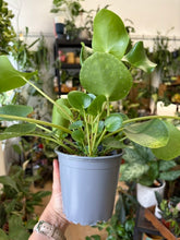 Kép betöltése a galériamegjelenítőbe: Pilea peperomioides - Pénzlevelű pilea 13cm - Chinese Money Plant
