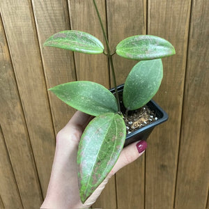 Hoya verticillata IML 1618 (Hoya wibergiae)