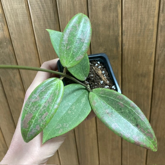 Hoya verticillata IML 1618 (Hoya wibergiae)