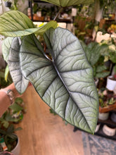 Kép betöltése a galériamegjelenítőbe: Alocasia "Platinum" 11cm
