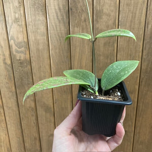 Hoya verticillata IML 1618 (Hoya wibergiae)