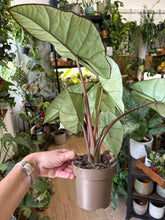Kép betöltése a galériamegjelenítőbe: Alocasia "Platinum" 11cm
