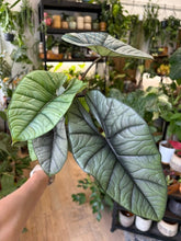 Kép betöltése a galériamegjelenítőbe: Alocasia "Platinum" 11cm
