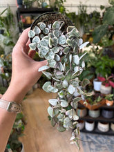 Kép betöltése a galériamegjelenítőbe: Ceropegia woodii variegata 9cm átmérő - Ámpolna gyertyavirág - String of hearts
