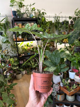 Kép betöltése a galériamegjelenítőbe: Alocasia "Jacklyn" 9cm
