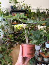 Kép betöltése a galériamegjelenítőbe: Alocasia "Jacklyn" 9cm
