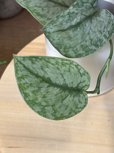 Scindapsus csomag - 3 + 1 ajándék