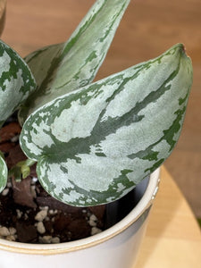 Scindapsus csomag - 3 + 1 ajándék