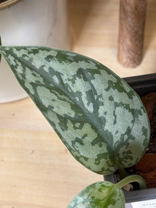 Scindapsus csomag - 3 + 1 ajándék