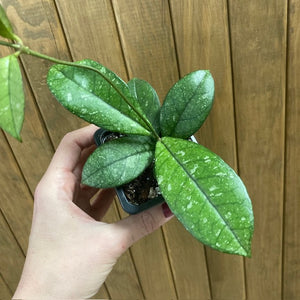 Hoya crassipetiolata splash round leaf