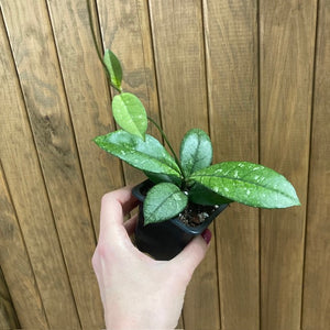 Hoya crassipetiolata splash round leaf