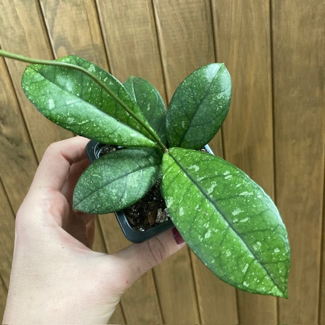 Hoya crassipetiolata splash round leaf