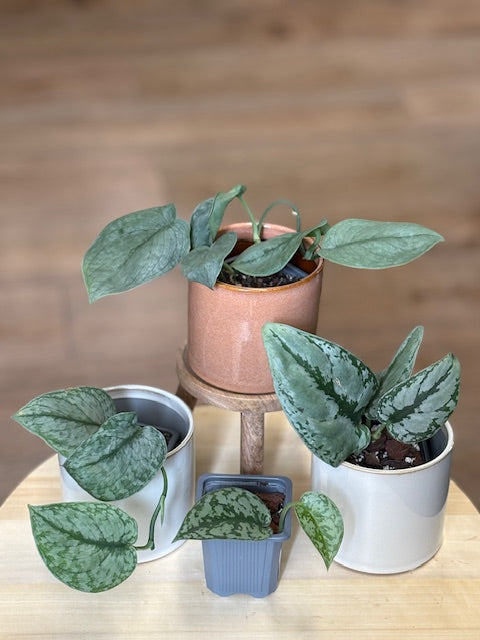 Scindapsus csomag - 3 + 1 ajándék