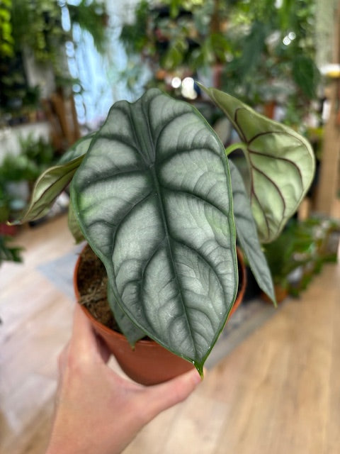 Alocasia 