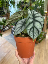 Kép betöltése a galériamegjelenítőbe: Alocasia &quot;Silver dragon&quot;
