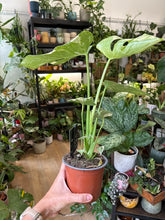 Kép betöltése a galériamegjelenítőbe: Monstera deliciosa “Thai constellation" 12cm
