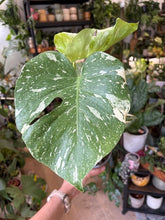 Kép betöltése a galériamegjelenítőbe: Monstera deliciosa “Thai constellation" 12cm
