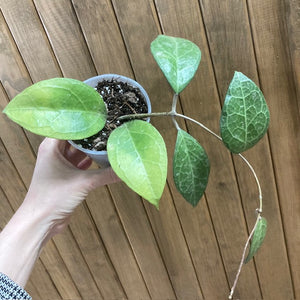 Hoya verticillata "Wayang splash" 2.