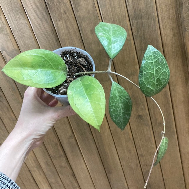 Hoya verticillata 