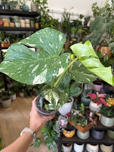 Kép betöltése a galériamegjelenítőbe: Monstera deliciosa “Thai constellation" 12cm
