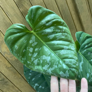 Philodendron brandtianum "Wild form" - CSAK SZEMÉLYES ÁTVÉTELLEL