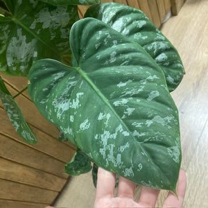 Philodendron brandtianum "Wild form" - CSAK SZEMÉLYES ÁTVÉTELLEL